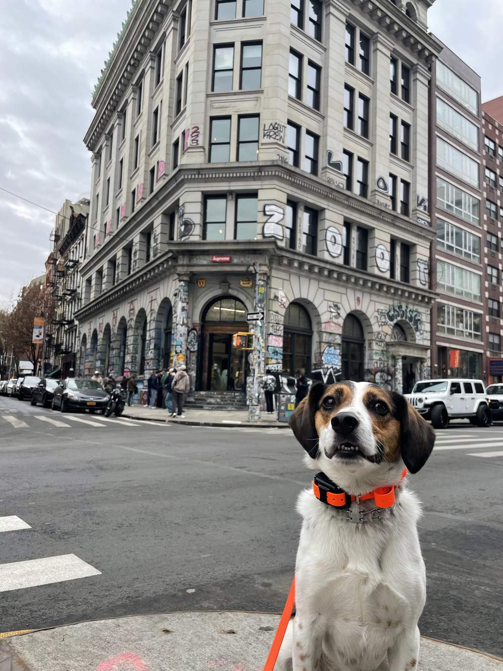 Beagle mix holding a sit at a graffiti-covered city corner