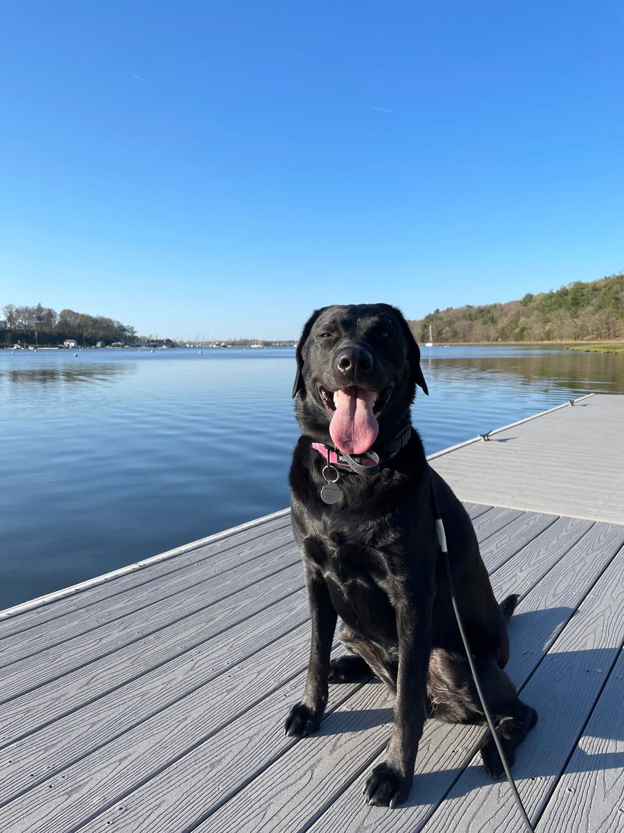 Black Labrador sitting on a dock during TRUEK-9 board and train
