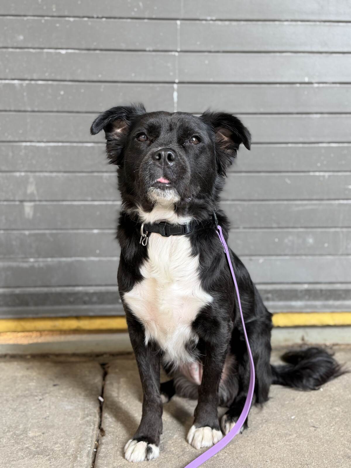Black-and-white dog holding a sit-stay in front of a grey roll-up door
