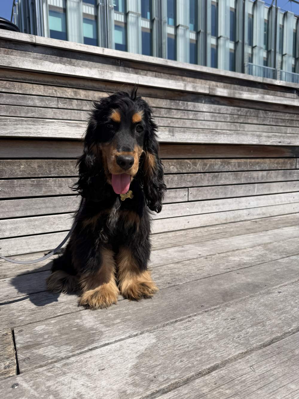 Cocker spaniel puppy sitting on wooden boardwalk steps