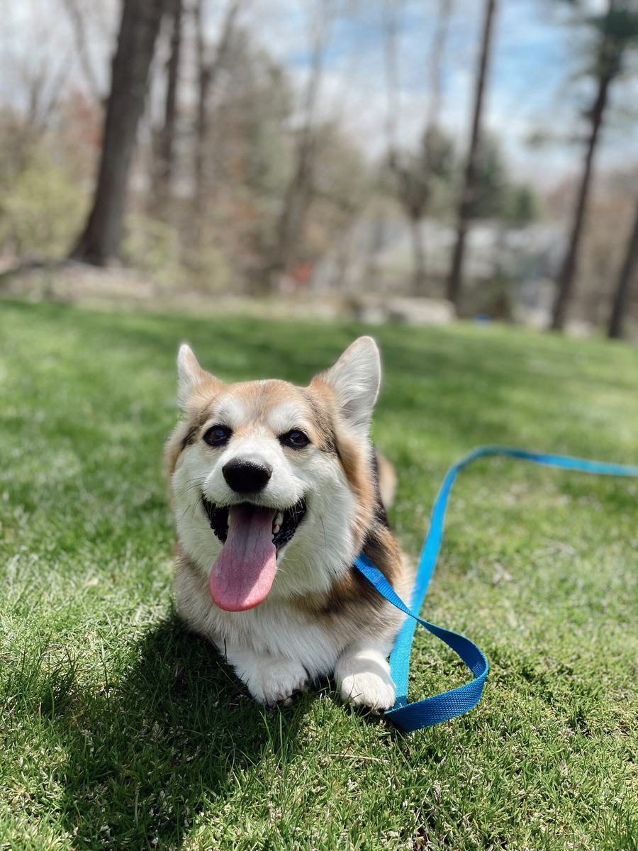 Corgi relaxing on green grass