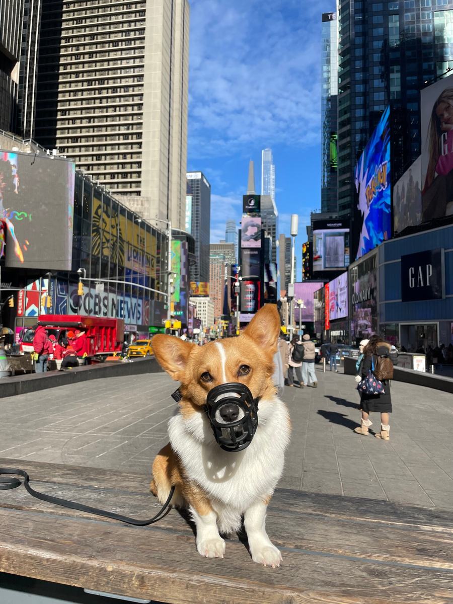 Corgi sitting in Times Square with city traffic behind it