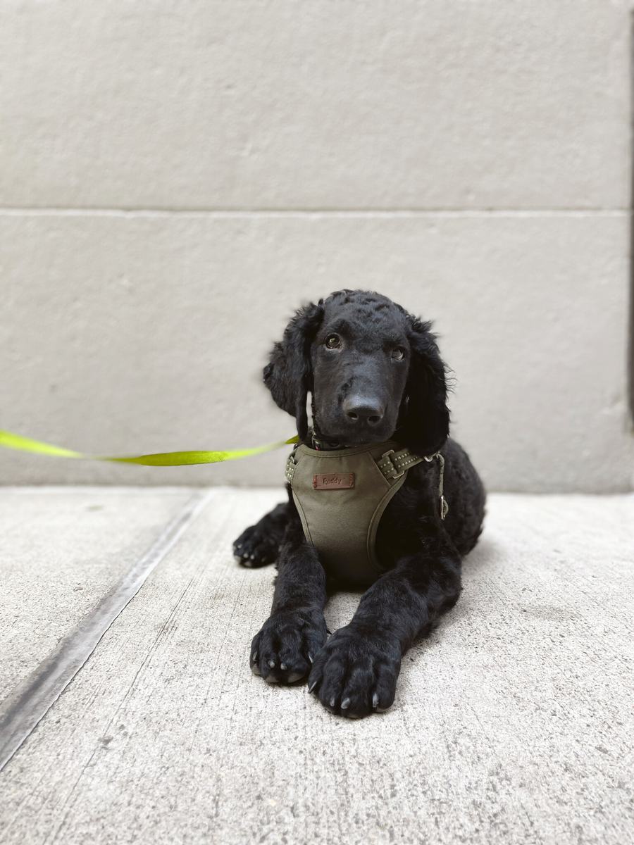 Black curly-coated puppy lying on a sidewalk with a yellow-green leash