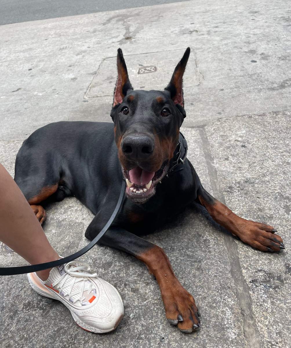 Doberman sitting on a Lower Manhattan sidewalk with a trainer