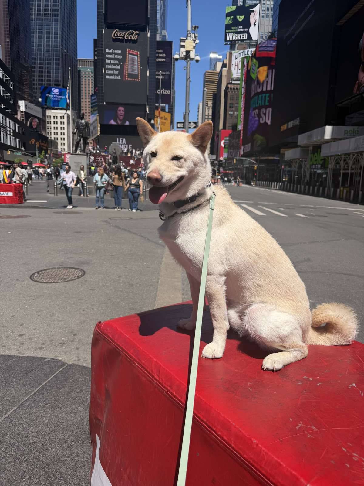 Dog holding a sit-stay in Times Square during TRUEK-9 training