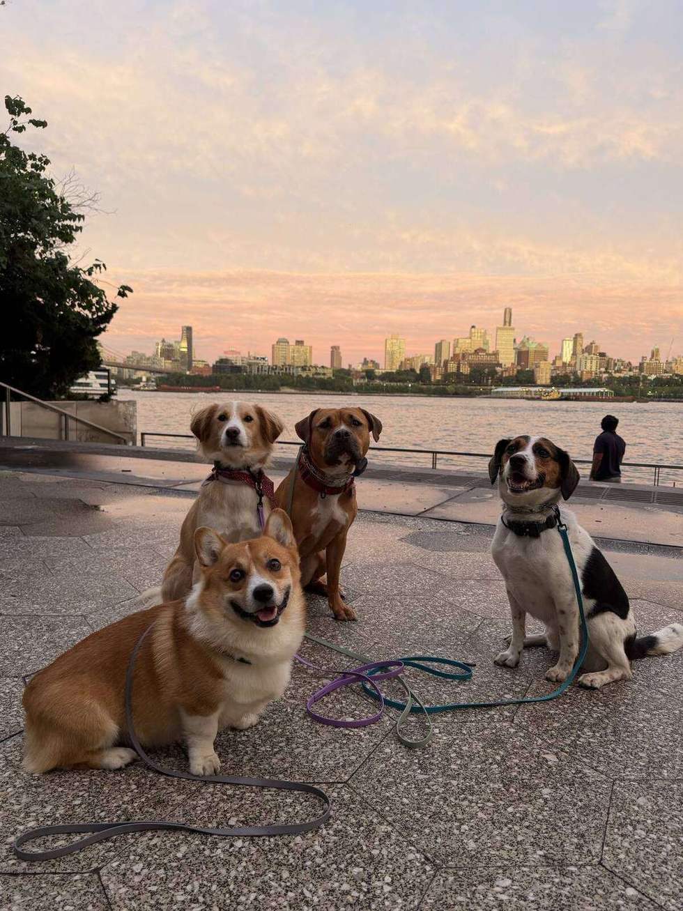 Four dogs holding a sit-stay on the East River waterfront at sunset