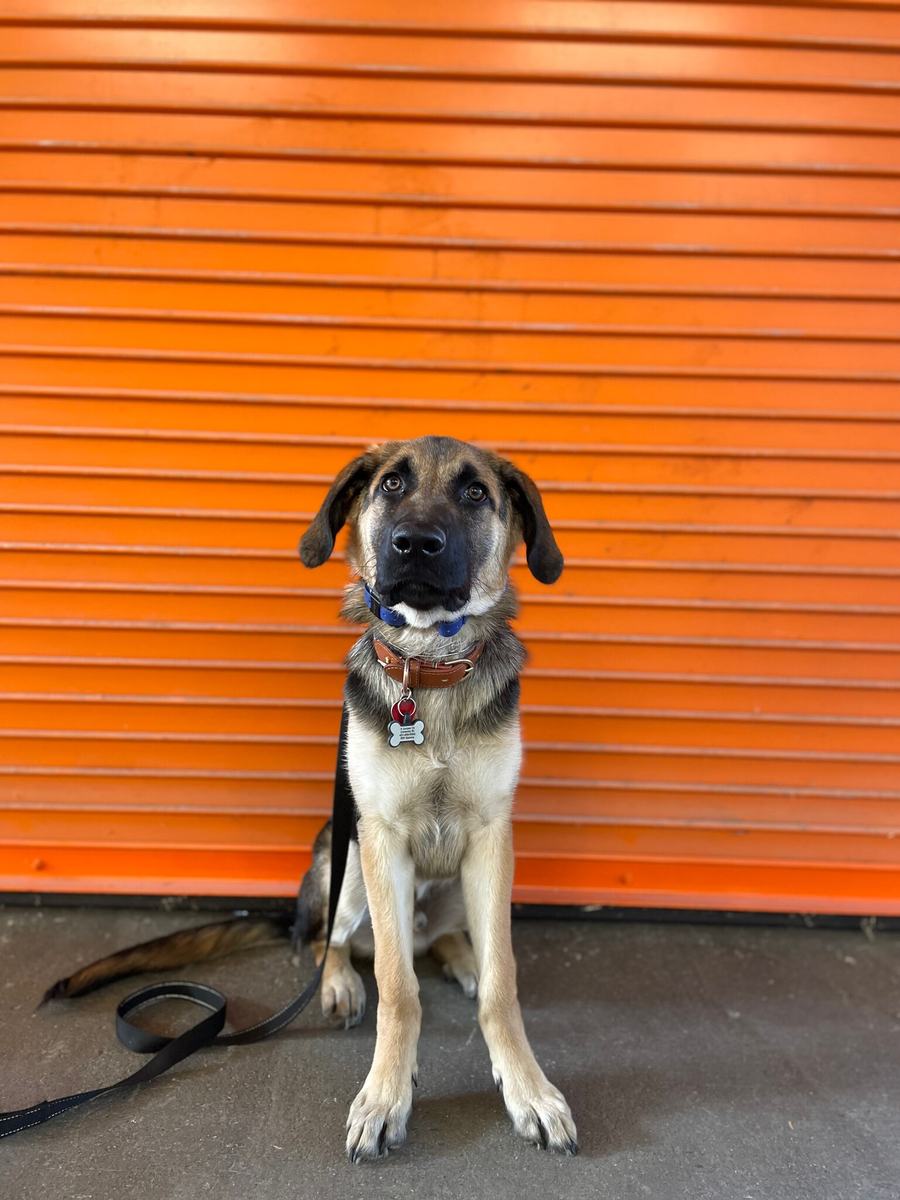 German Shepherd puppy sitting in front of an orange door