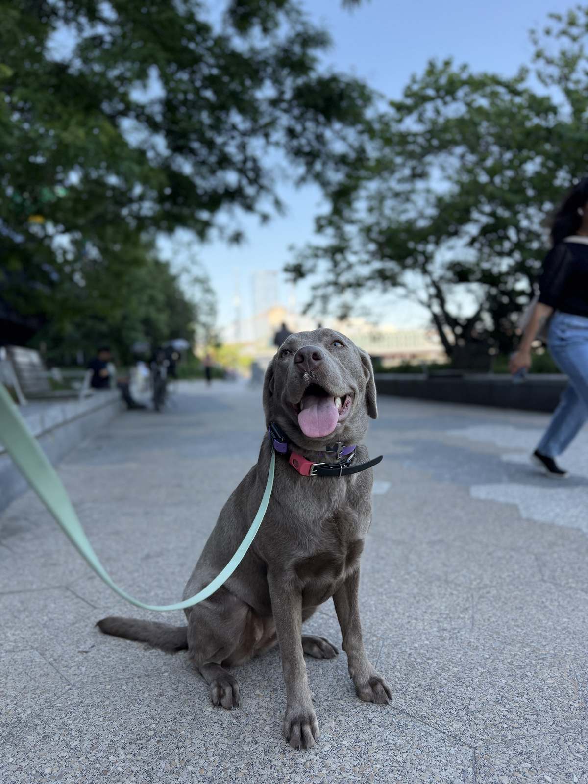 Silver Labrador sitting on a park walkway after TRUEK-9 training