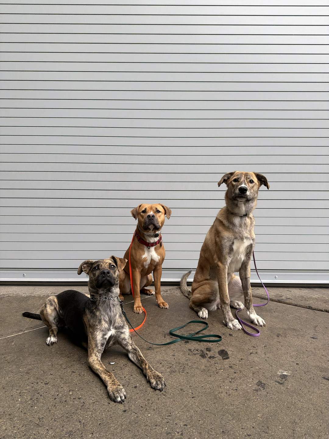 Three dogs holding a sit-stay during TRUEK-9 training