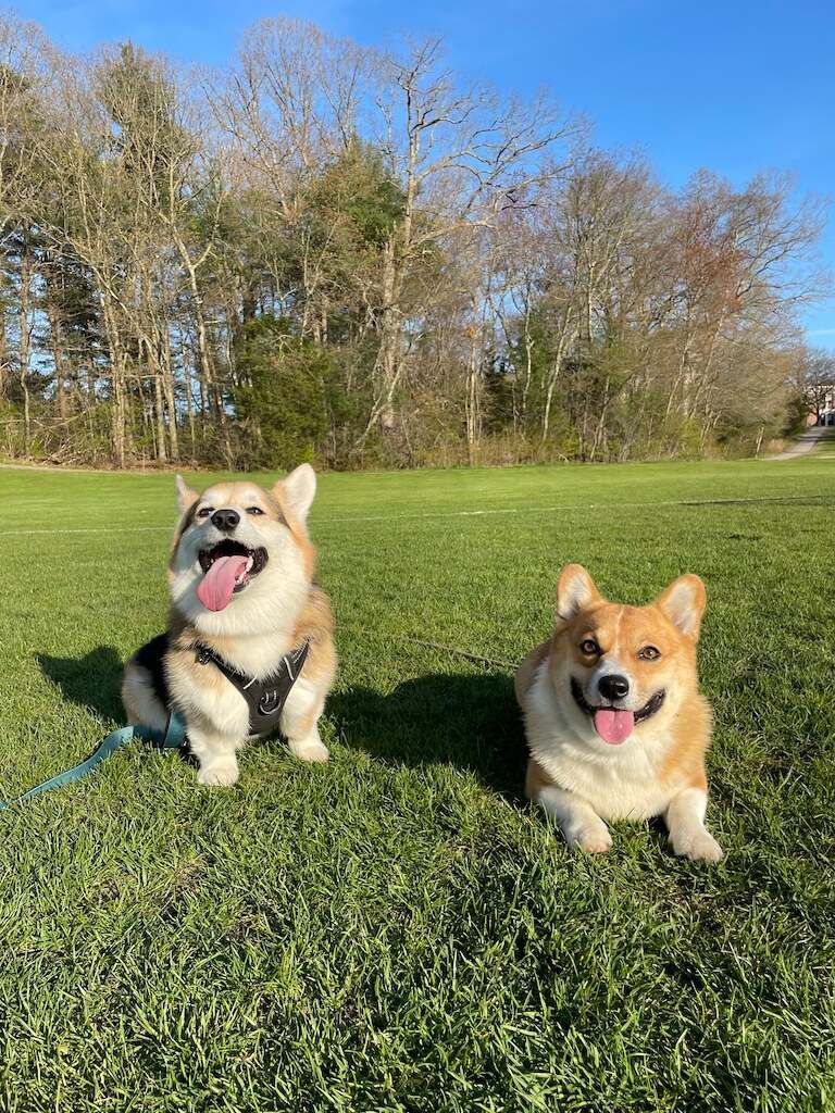 Two corgis sitting together on a sunny grass field