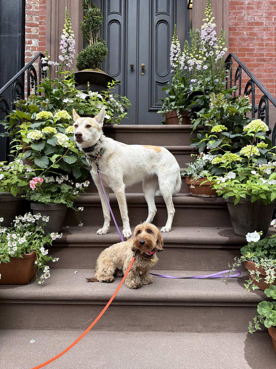 Two dogs waiting calmly on a flower-lined brownstone stoop