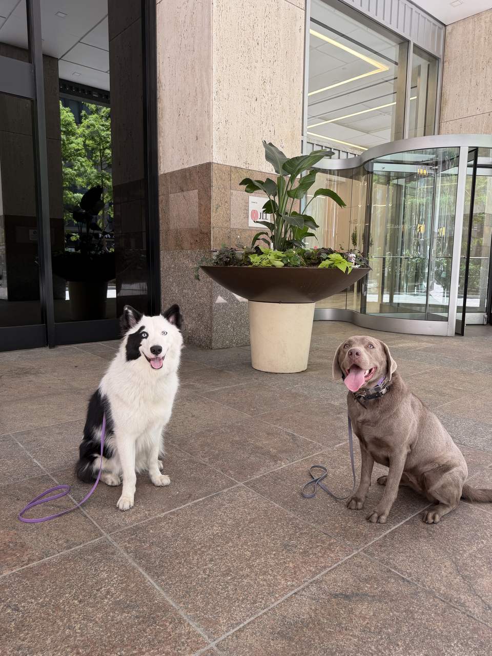 Two dogs holding a sit-stay outside an office building entrance