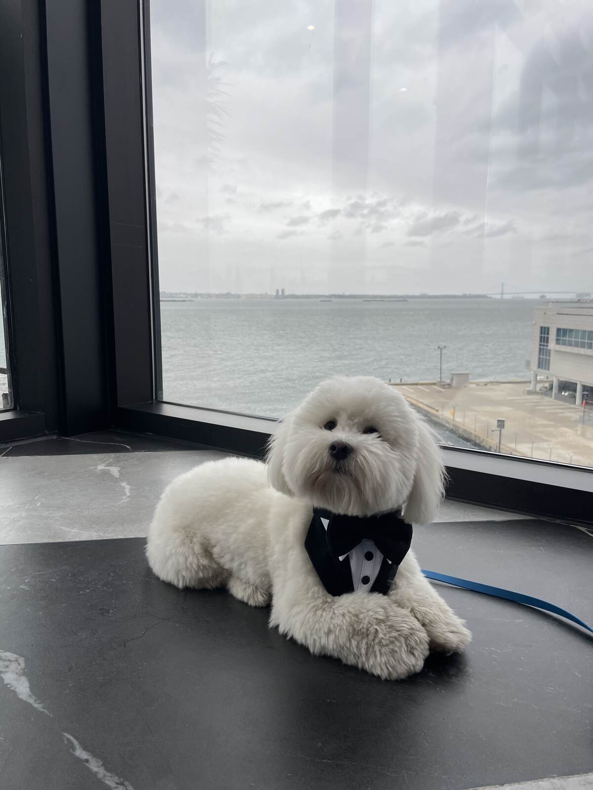 Fluffy white dog in a bow tie lying by a window overlooking the harbor