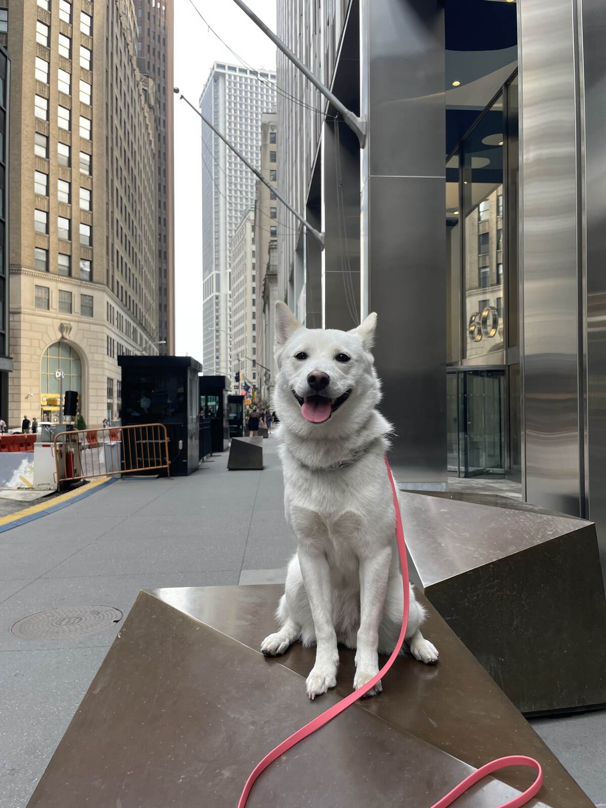 White dog sitting on a bronze sculpture on a Financial District sidewalk